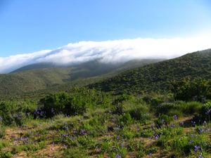 아타카마 사막의 건조한 남쪽 끝에 둘러싸인 프레이 호르헤의 운무림에는 해양 수분이 매우 중요하다.