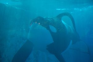 올랜도의 씨월드에 있는 등지느러미가 붕괴된 수컷