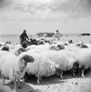 1950년대 시리아의 베두인족