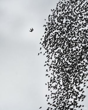 유럽찌르레기 무리를 향해 급강하하는 모습 (로마)