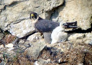 둥지에서, 프랑스