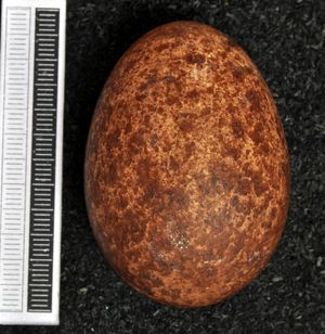 알, 비스바덴 박물관