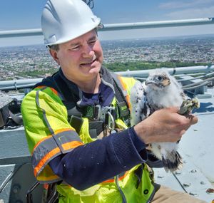 뉴욕시 베라자노-내로즈 브리지의 둥지에 있는 매 새끼들에게 가락지를 끼우는 모습.