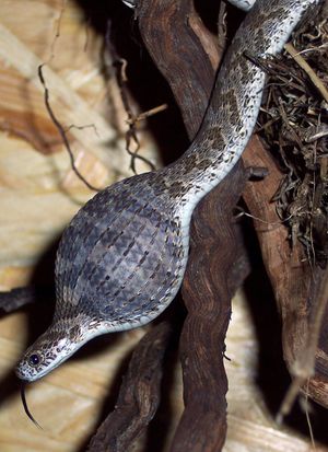 알뱀, Dasypeltis scabra, 목에 알을 문 모습