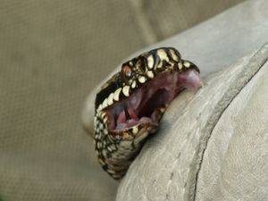 유럽살모사(Vipera berus), 장갑에 작은 독액 자국이 묻은 독니 하나와 제자리에 있는 다른 하나