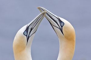 Northern gannet 수컷이 구애하는 동안 "부리질"을 하는 모습; 도요새를 제외한 모든 바닷새는 번식기 동안 짝 관계를 유지한다.
