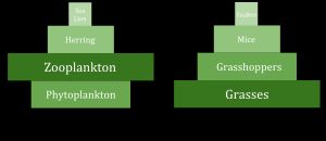생물량 피라미드는 생태계의 각 영양 단계에 포함된 유기체의 총 생물량을 보여준다.