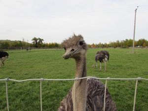 잉글랜드 글로스터셔의 한 농장 공원에 사육 중인 타조