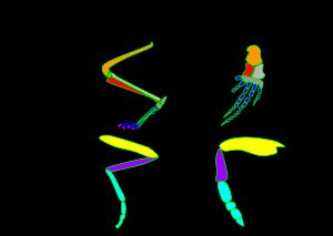 상동 기관과 상사 기관: 가로축은 형태는 상동이지만 서식지의 차이로 기능이 다른 포유류와 곤충의 예이다. 세로축은 생활 방식이 유사하여 기능은 상사이지만 해부학적으로 다르고 계통이 다른 구조이다.