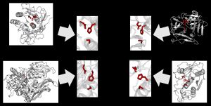 서로 다른 프로테아제 상과에서 산-염기-친핵체의 동일한 촉매 삼중체 구조로의 세린과 시스테인의 진화적 수렴. 섭틸리신, 프롤릴 올리고펩티다제, TEV 프로테아제, 그리고 파파인의 삼중체가 나타나 있다.