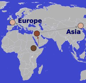 아프리카를 떠난 후 유사하게 밝아진 피부색에도 불구하고, 유럽계(왼쪽)와 동아시아계(오른쪽) 혈통에서는 서로 다른 유전자가 관여했다.