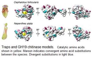 식충식물에서의 분자 수렴