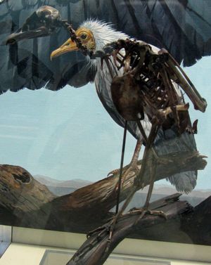 Neophrontops americanus}}<i> 화석