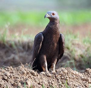 벌매는 이름 그대로 벌을 주식으로 한다.