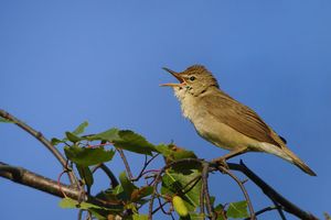 검은등솔새와 같은 검은등솔새(Acrocephalus dumetorum)는 이제 솔새과에 속한다.