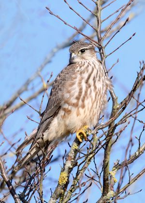 스코틀랜드 덤프리스 갤러웨이의 유럽 아종 F. c. aesalon