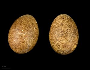 쇠황조롱이(Falco columbarius subaesalon) - MHNT