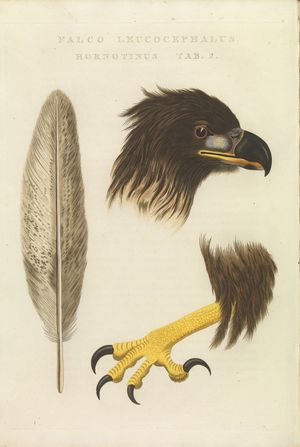 어린 흰꼬리수리의 큰 부리와 날카롭게 굽은 발톱 그림