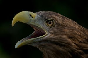 흰꼬리수리의 근접 촬영