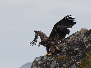 리틀 아일랜드 등대의 둥지 위의 어린 흰꼬리수리