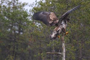 흰꼬리수리는 나무가 우거진 지역과 상당히 관련이 있지만, 일반적으로 물 근처에 있는 지역이다.