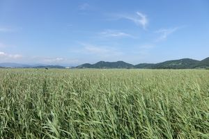 순천만공원 갈대밭, 2015년