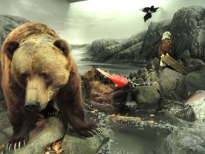 핀란드 헬싱키에 있는 핀란드 자연사 박물관(Finnish Museum of Natural History)의 곰 디오라마