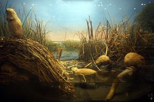 칼 아켈리(Carl Akeley)의 밀워키 공립 박물관에 있는 "사향쥐 서식지 그룹" 디오라마