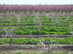 아몬드 나무 숲