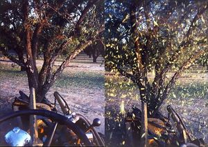 수확 시 사용되는 트리 셰이커