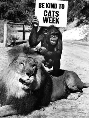 1970년대 초, 백클리니가 조련사로 일했던 사자 클라렌스와 침팬지 주디