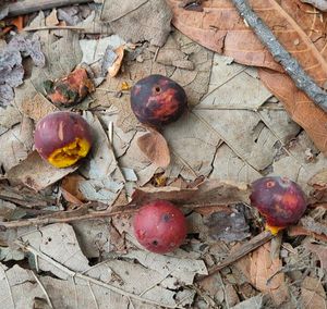 익은 벵갈보리수 열매