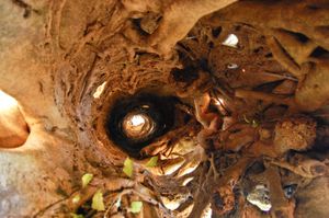 숙주 나무가 썩어서 속이 빈 기둥 모양의 무화과나무를 남긴 교살 무화과나무 내부를 위에서 바라본 모습