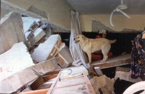 구조견 활동 모습