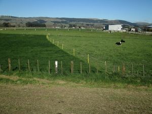 뉴질랜드 목장의 진한 녹색 부분은 다시 방목하기 전에 풀이 자라도록 울타리를 쳐 놓았습니다.