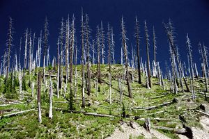 세인트헬렌스 산(Mount St. Helens), 1980년 분출 22년 후 윈디 릿지(Windy Ridge)의 잎이 떨어지고 쓰러진 나무들