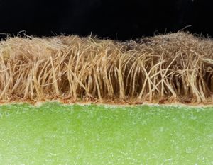 키위 과육의 근접 촬영