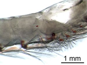 외부에서 보이는 크릴의 아가미