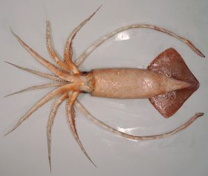 암컷 혹오징어(Moroteuthis ingens)