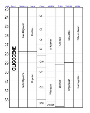 올리고세의 세분