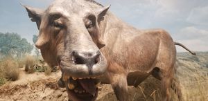 다이오돈 생태 복원도