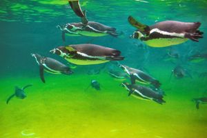 수족관에서 수영하는 훔볼트펭귄. 펭귄은 날개 대신 지느러미발을 이용하여 뛰어난 수영 실력을 보여준다.