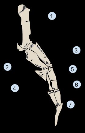 펭귄의 날개는 나는 새와 같은 기본적인 뼈 구조(1: 상완골, 2: 종자골, 3: 요골, 4: 척골, 5: 요골 손목뼈, 6: 손목중수골, 7: 지골)를 가지고 있지만, 지느러미 역할을 할 수 있도록 뼈가 더 짧고 굵다.