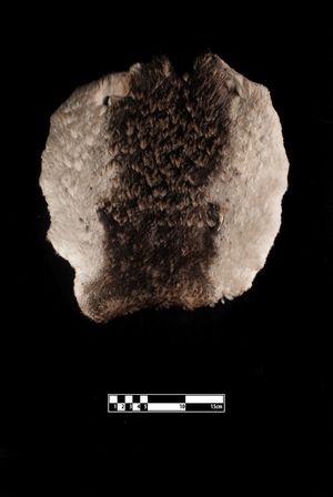 박제된 펭귄 가죽