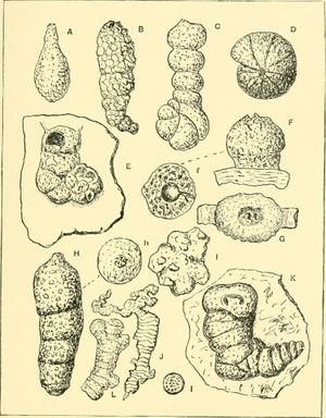 프레더릭 채프먼(Frederick Chapman)의 원생동물 연구 소개: 유공충류(The foraminifera: an introduction to the study of the protozoa), 1902
