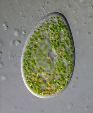 꼬마짚신벌레는 클로렐라속의 내공생체 녹조류를 숙주로 삼는 다양한 담수 섬모충류의 한 예이다.