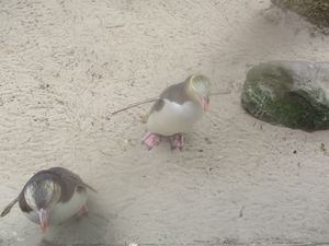 오타고 반도의 노란눈펭귄