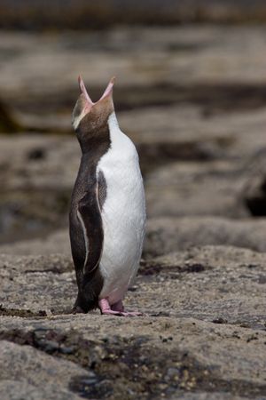 뉴질랜드 커리오 만에서 울고 있는 펭귄