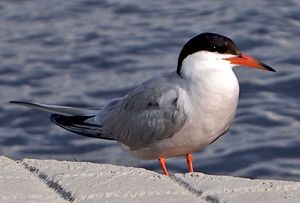 핀란드 쥐베스퀼래 항구의 성체 S. h. hirundo