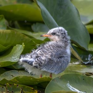 새끼 제비갈매기 (루마니아 다뉴브 삼각주)